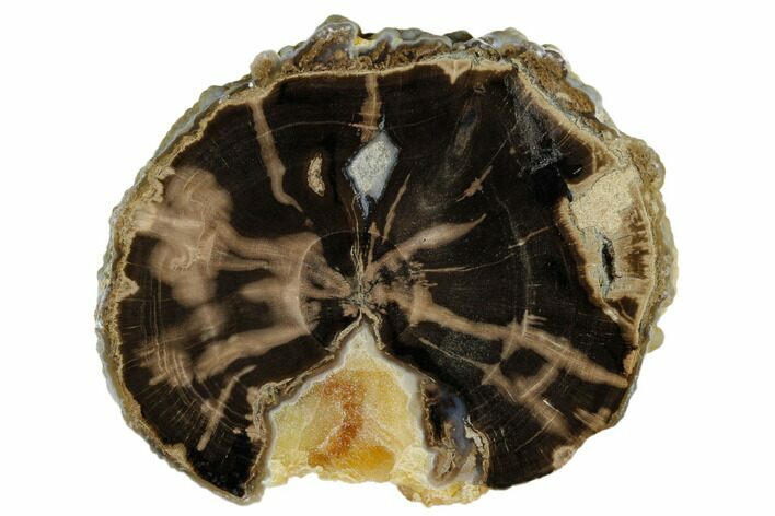 Polished Petrified Wood Limb (Schinoxylon) End-Cut - Wyoming #184830